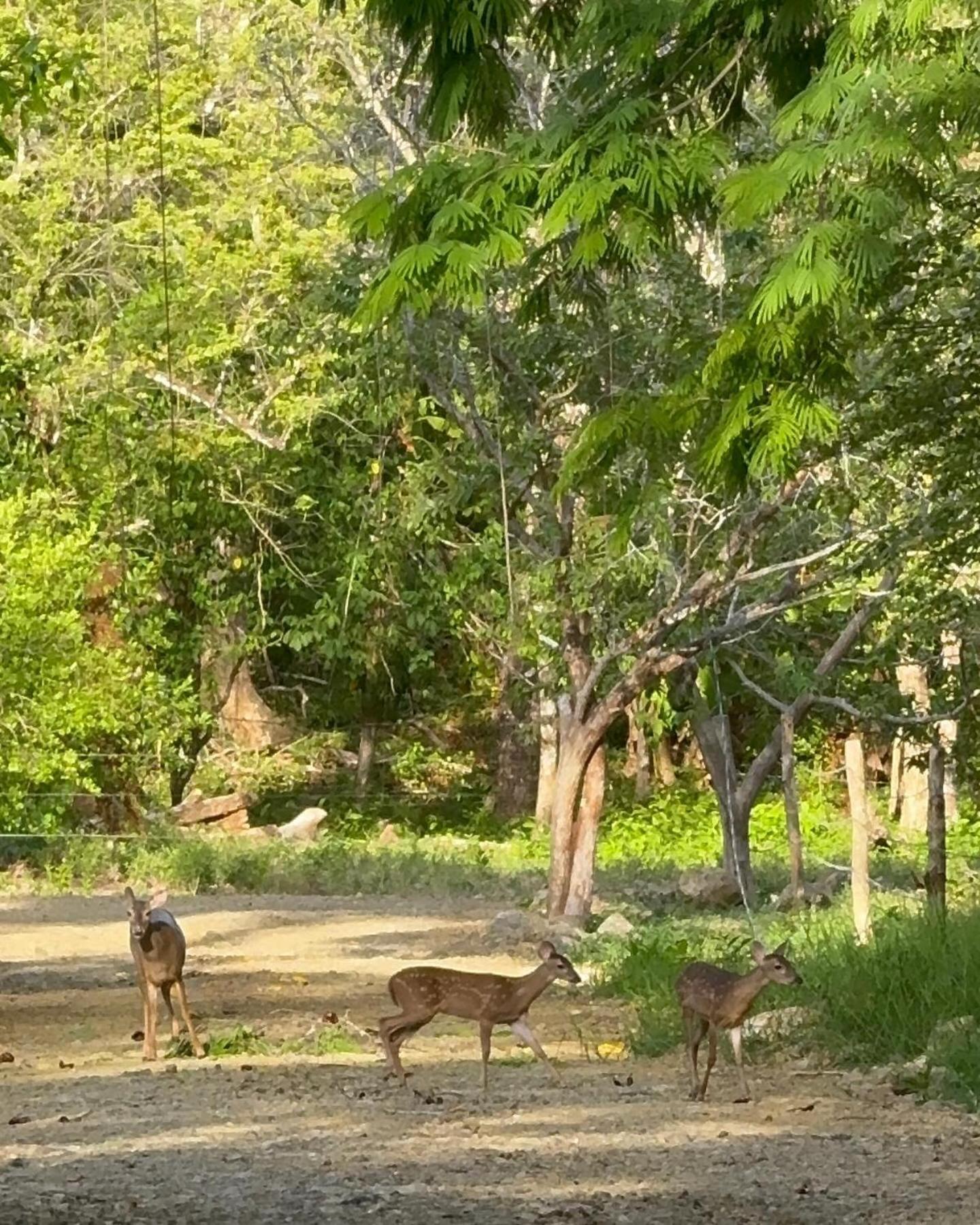 Апартаменти Deer House Cabuya Cabuya  Екстер'єр фото
